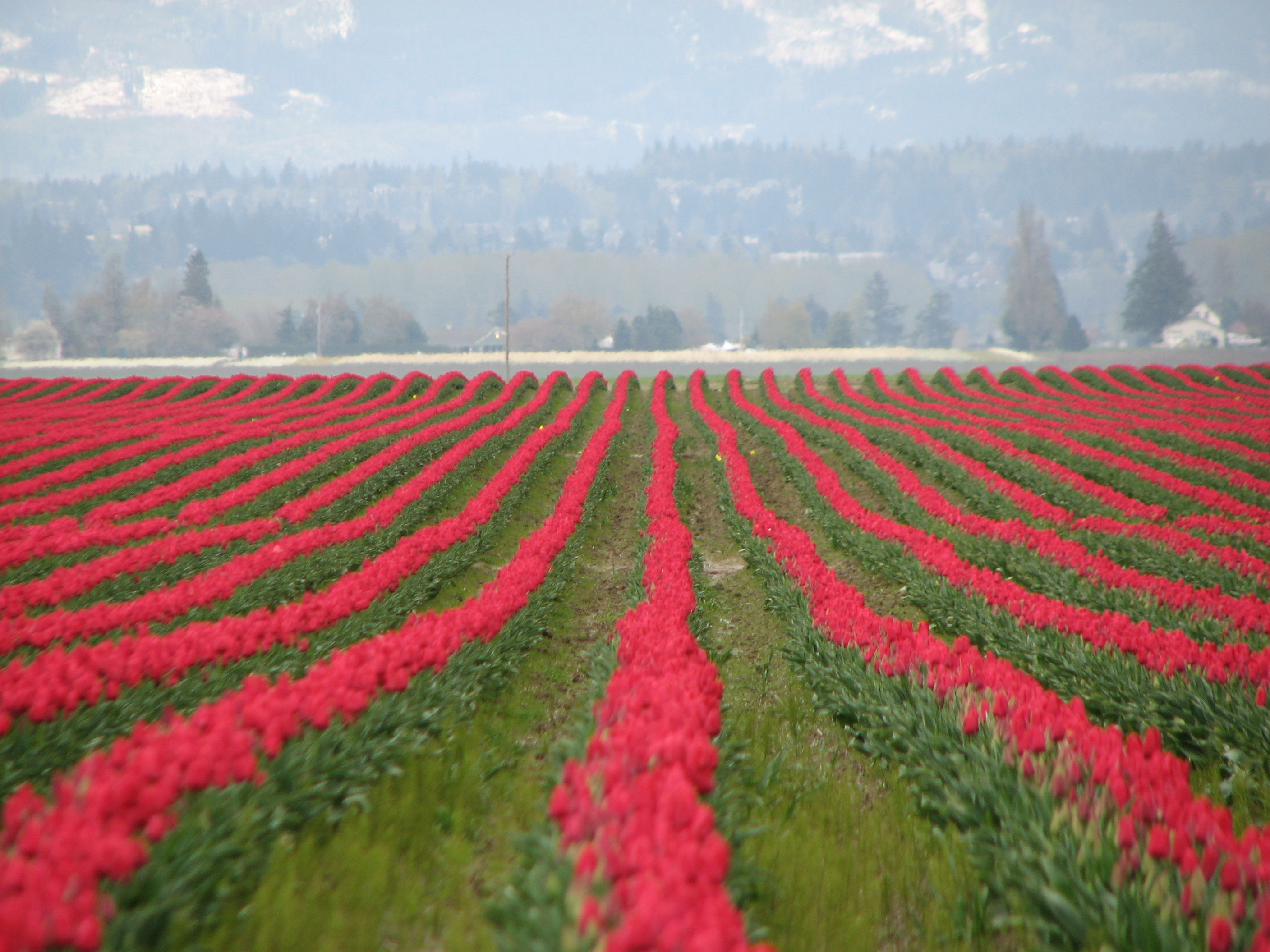 Our Move to Seattle Tulip Festival IMG_5701